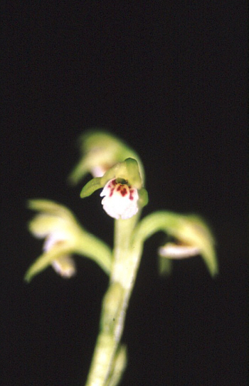 Corallorhiza trifida, Southern Black Forest.