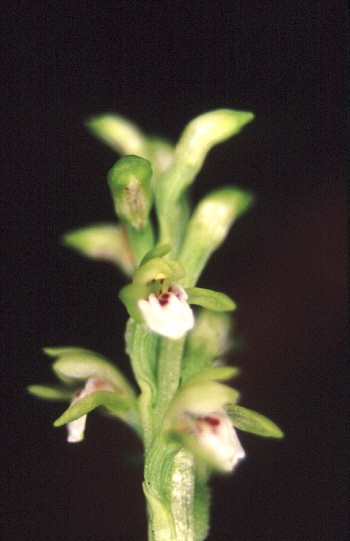 Corallorhiza trifida, Southern Black Forest.