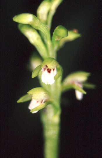 Corallorhiza trifida, Southern Black Forest.