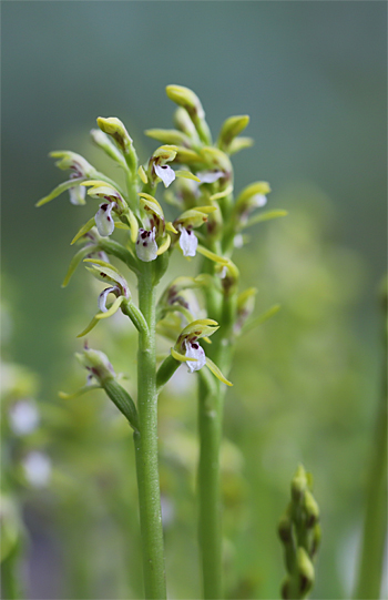 Corallorhiza trifida, Albstadt.