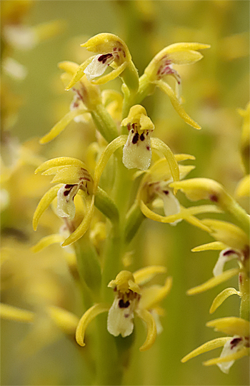 Corallorhiza trifida, Albstadt.