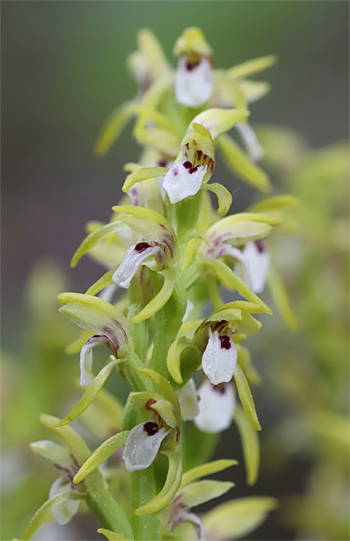 Corallorhiza trifida, Albstadt.