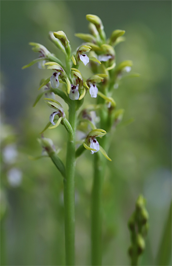 Corallorhiza trifida, Albstadt.