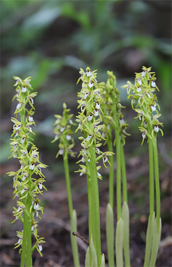 Corallorhiza trifida, Albstadt.