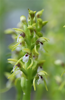 Corallorhiza trifida, Albstadt.