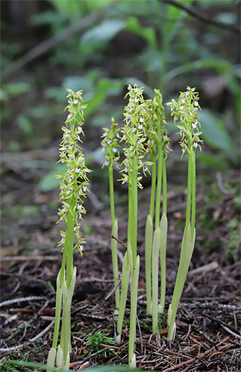 Corallorhiza trifida, Albstadt.