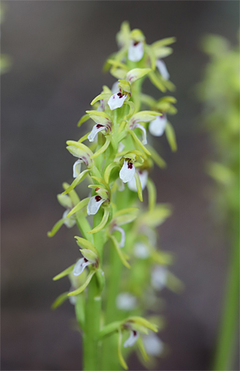 Corallorhiza trifida, Albstadt.