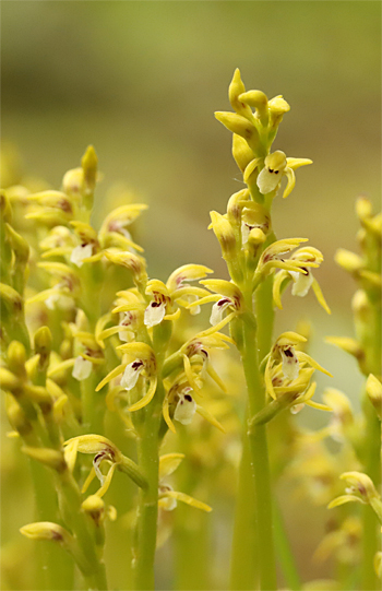 Corallorhiza trifida, Albstadt.