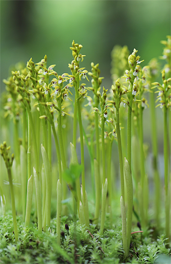 Corallorhiza trifida, Albstadt.