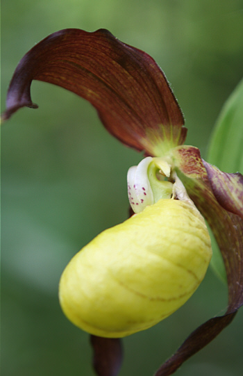 Cypripedium calceolus, near Nördlingen.