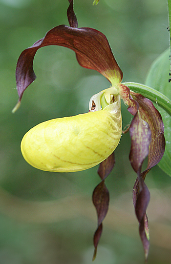 Cypripedium calceolus, near Nördlingen.