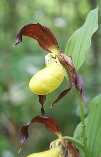 Cypripedium calceolus, near Nördlingen.