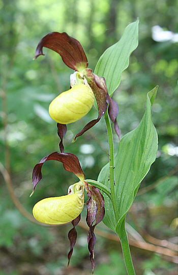 Cypripedium calceolus, near Nördlingen.