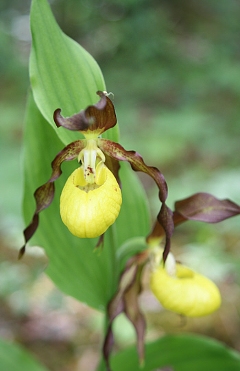 Cypripedium calceolus, near Nördlingen.