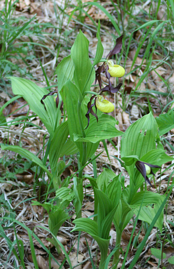 Cypripedium calceolus, district Heidenheim.