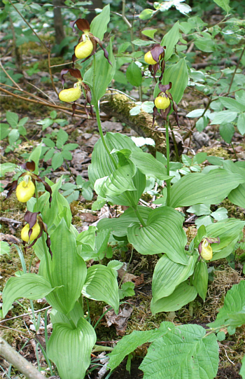 Cypripedium calceolus, near Nördlingen.