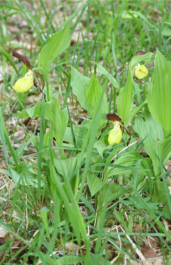 Cypripedium calceolus, district Heidenheim.