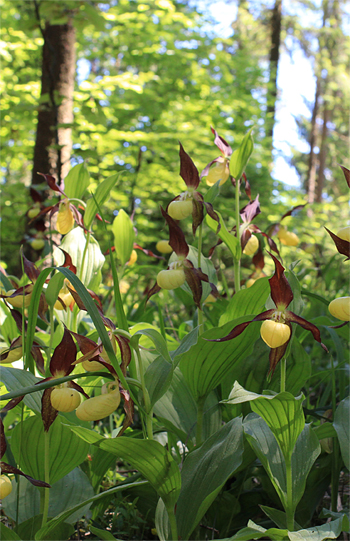 Cypripedium calceolus, bei Nürnberg.