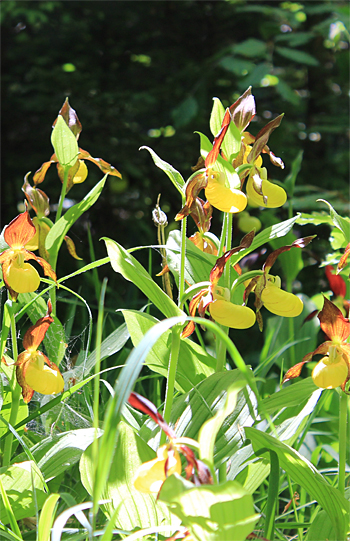 Cypripedium calceolus, bei Nürnberg.