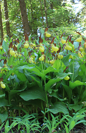 Cypripedium calceolus, bei Nürnberg.