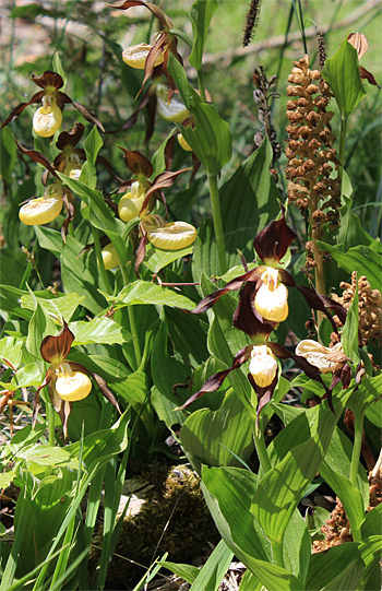 Cypripedium calceolus, bei Nürnberg.