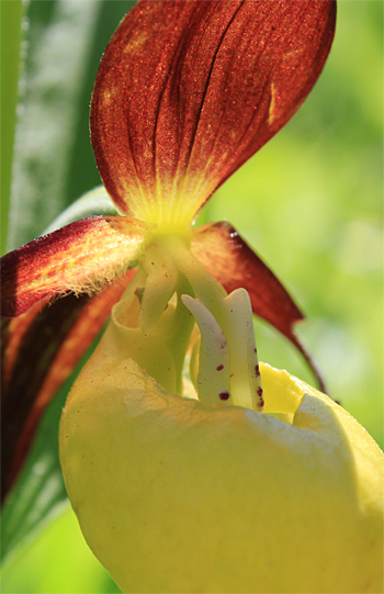 Cypripedium calceolus, bei Nürnberg.