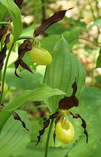 Cypripedium calceolus, district Heidenheim.