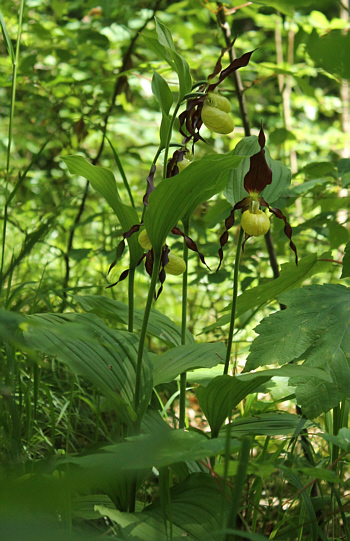 Cypripedium calceolus, district Heidenheim.