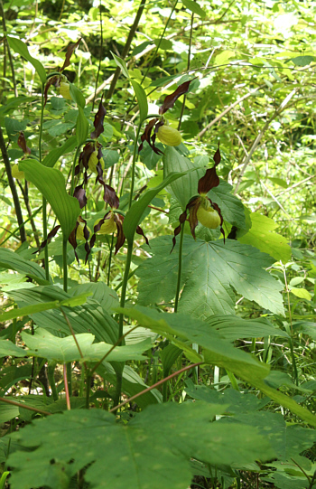 Cypripedium calceolus, Landkreis Heidenheim.