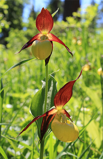 Cypripedium calceolus, bei Nürnberg.