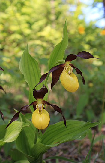 Cypripedium calceolus, bei Nürnberg.