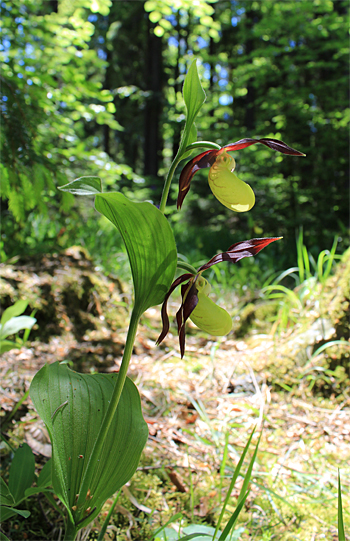 Cypripedium calceolus, bei Nürnberg.