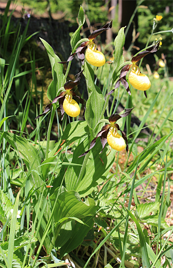 Cypripedium calceolus, bei Nürnberg.