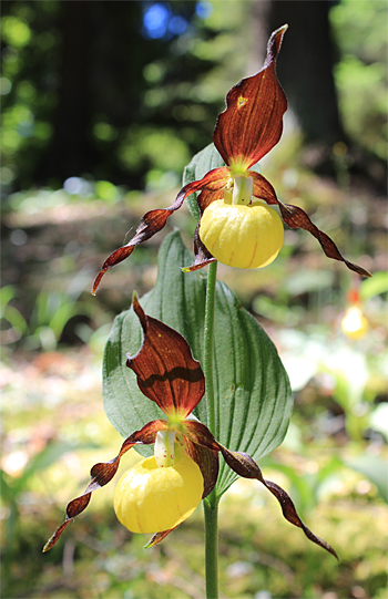 Cypripedium calceolus, bei Nürnberg.