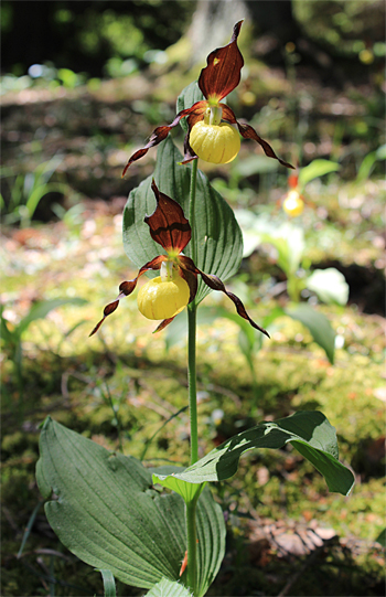 Cypripedium calceolus, bei Nürnberg.