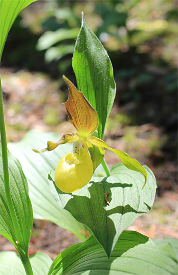 Cypripedium calceolus, Exemplar mit einer mäßigen Störung der Chrysanthemin-Synthese.