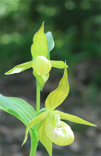 Cypripedium calceolus, bei Nürnberg.