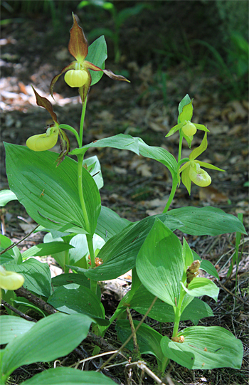 Cypripedium calceolus, bei Nürnberg.