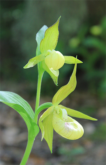 Cypripedium calceolus, bei Nürnberg.