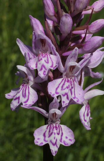 Dactylorhiza fuchsii, Dischingen.