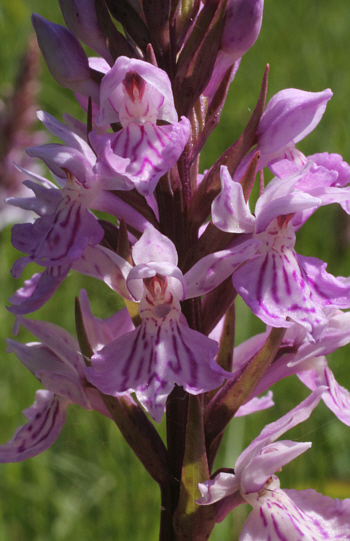 Dactylorhiza fuchsii, Dischingen.