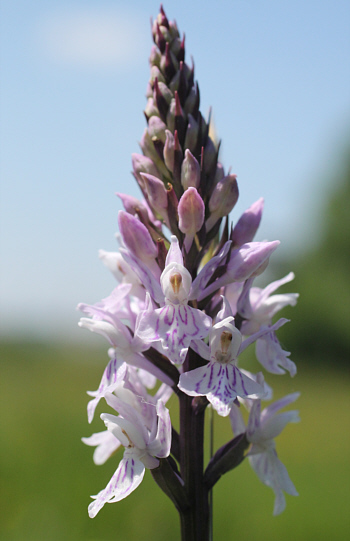 Dactylorhiza fuchsii, Dischingen.