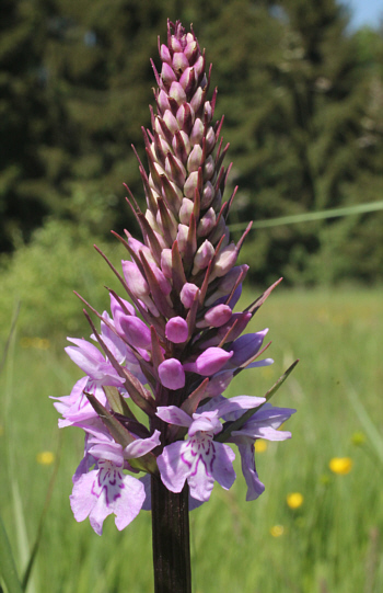 Dactylorhiza fuchsii, Dischingen.