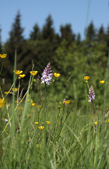 Dactylorhiza fuchsii, Dischingen.