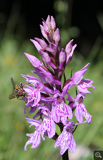 Dactylorhiza fuchsii, Schafberg.