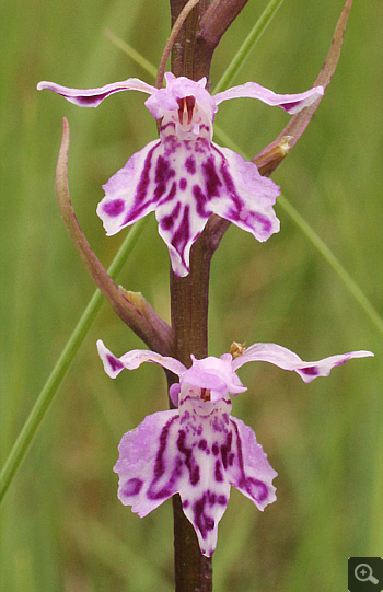 Dactylorhiza fuchsii, Eschenlohe.