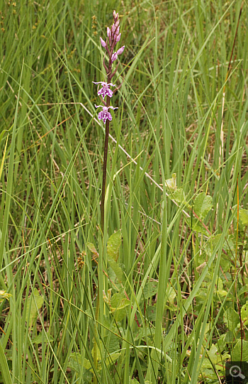 Dactylorhiza fuchsii, Eschenlohe.