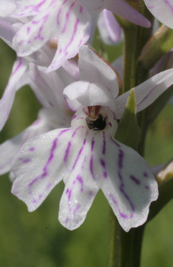 Dactylorhiza fuchsii, Dischingen.