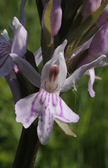 Dactylorhiza fuchsii, Dischingen.