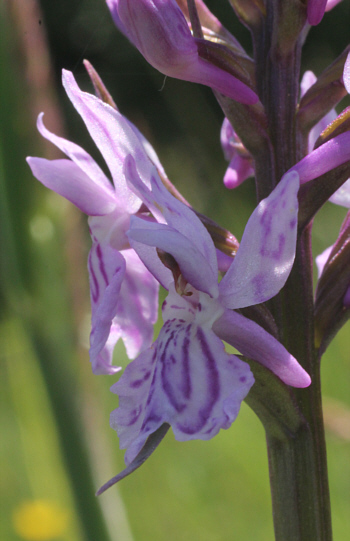 Dactylorhiza fuchsii, Dischingen.